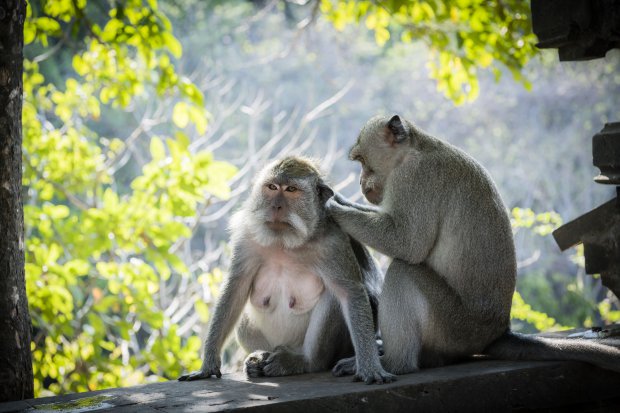 Monkey in Bali