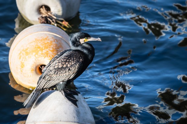 湘南の野鳥