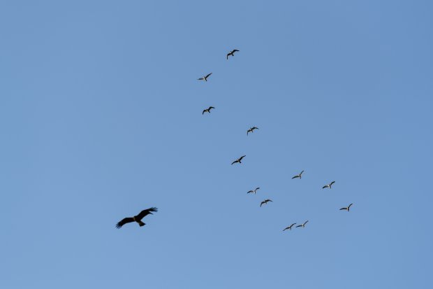 湘南の野鳥たち