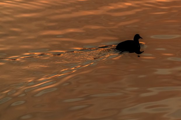 夕暮れの野鳥