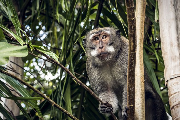 Monkey in Bali