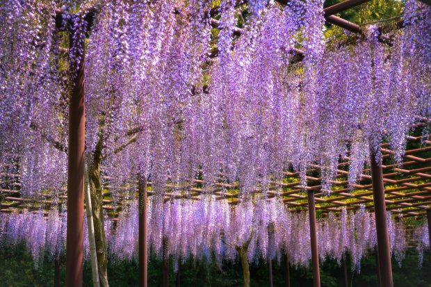 新林公園 藤棚