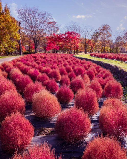 みちのく公園