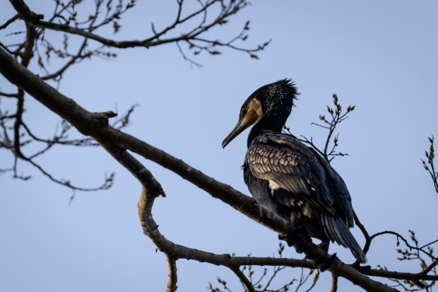 湘南の野鳥