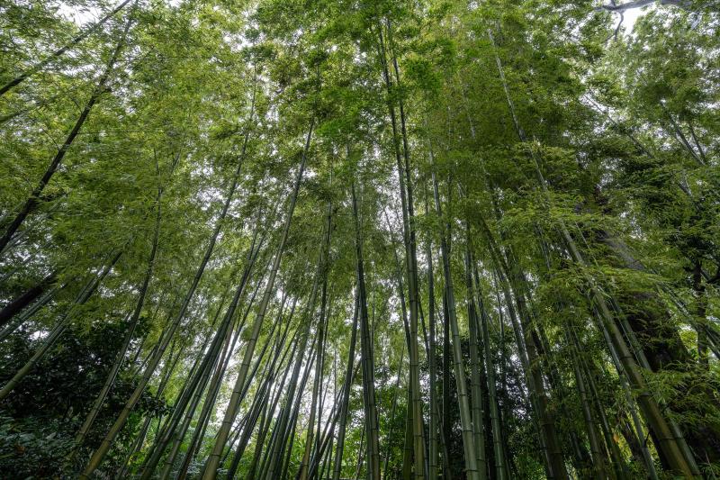 竹林を見上げた写真