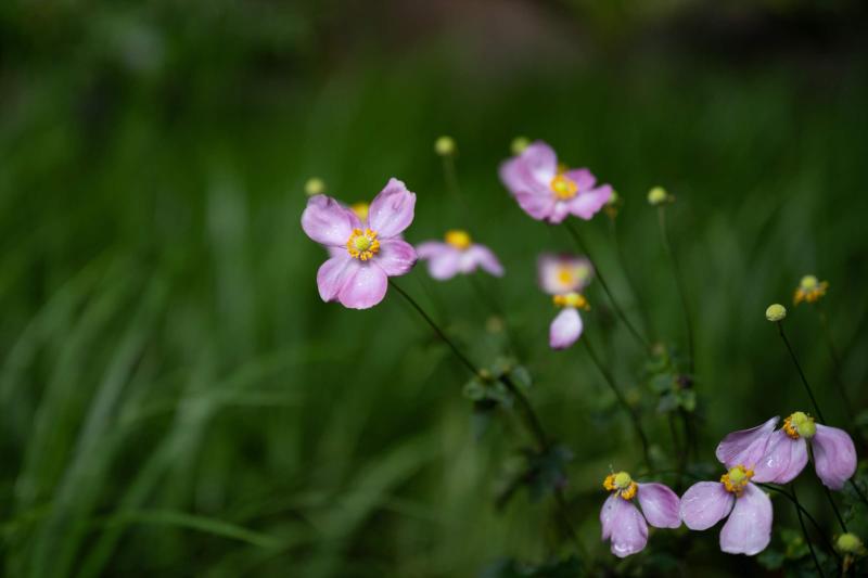 庭に咲く薄紫の花の写真
